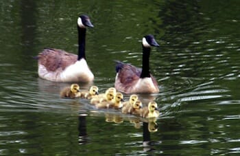 We are Family / fauxto_digit