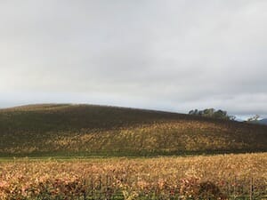 Approximately the same location in November 2006, showing vines covering the hillside and foreground. By Goldin+Senneby. / Wikipedia