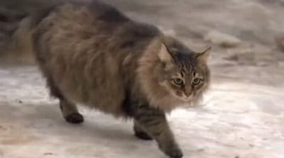 A long-haired cat named Masha / RuptlyTV