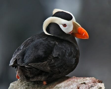 Tufted Puffin