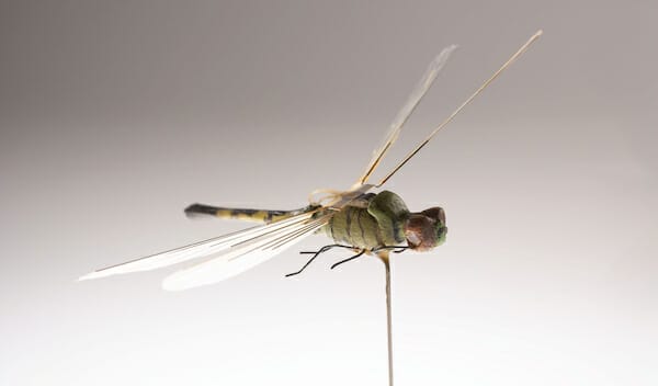 Dragonfly Insectothopter / CIA