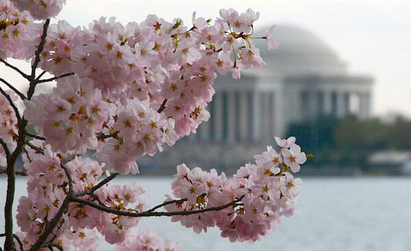 Traditional Japanese view of the cherry blossoms (sakura) with reflecting water and a shrine (the Jefferson Memorial) in Washington, D.C.. / Wikinews