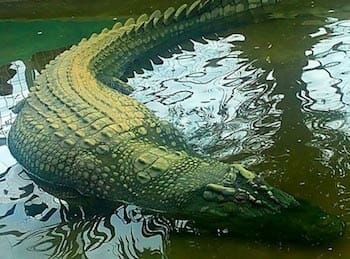 Lolong / Wikipedia