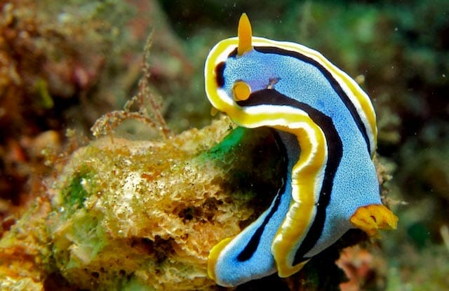Chromodoris annae