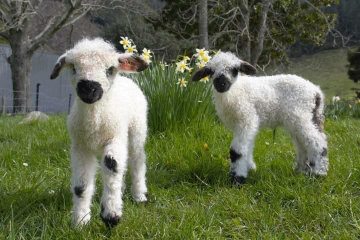 Valais Blacknose