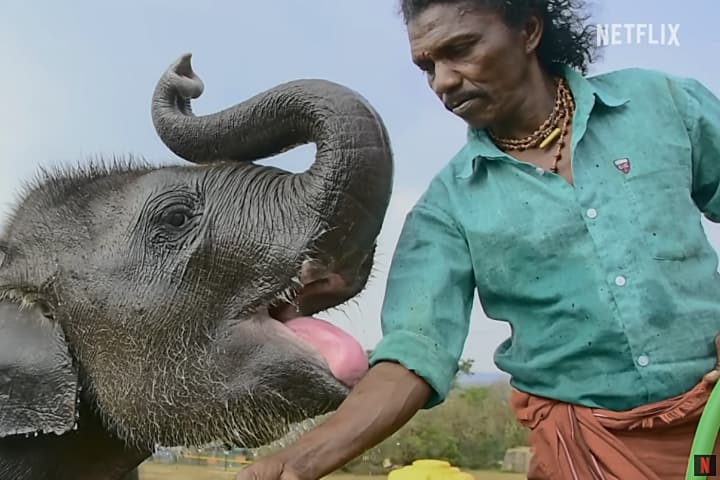 The Elephant Whisperers