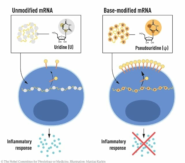 mRNA