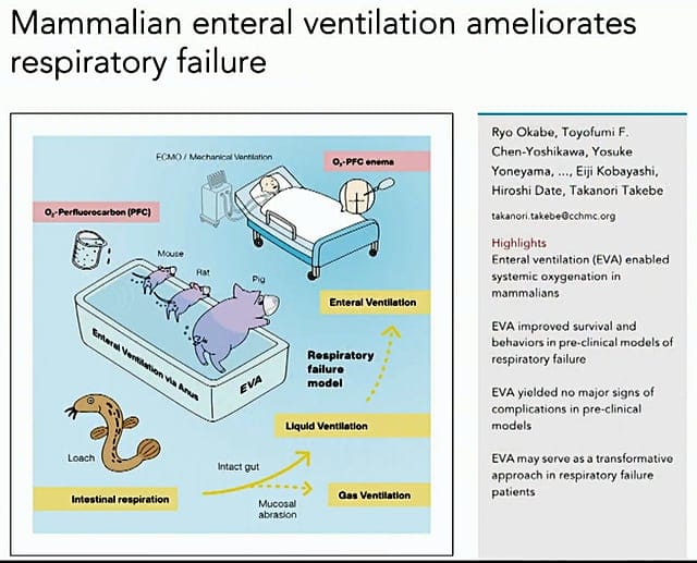 Mammalian enteral ventilation