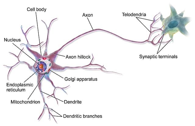 MultipolarNeuron