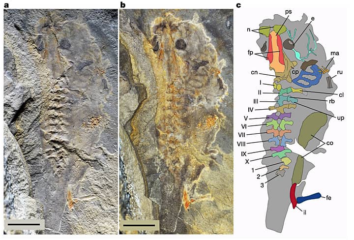 Notobatrachus