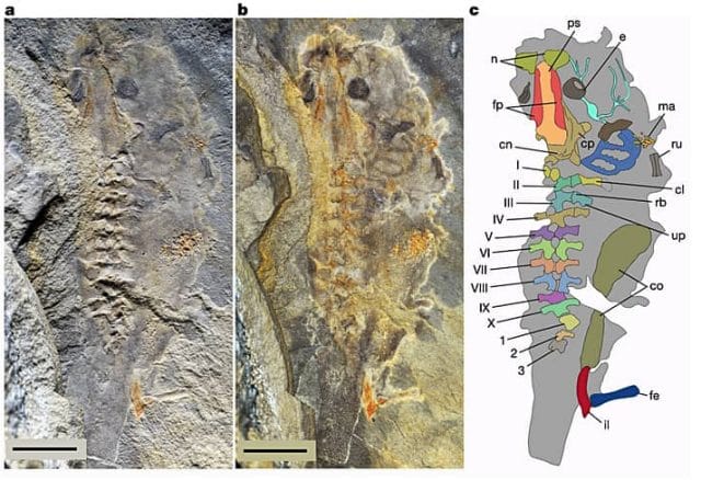 Notobatrachus