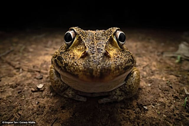 Awkward smiley frog