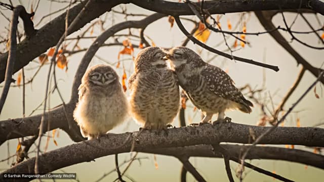 Smooching owlets