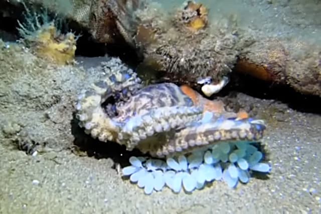 Blue Ringed Octopus