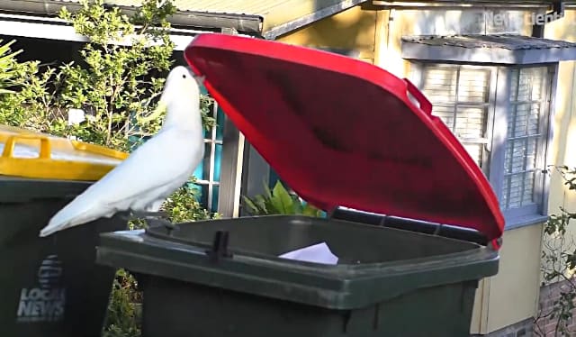 Cacatua galerita-2021