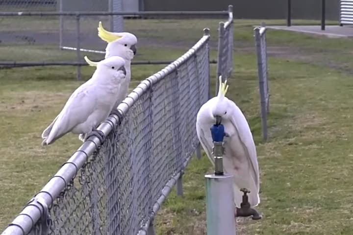 Cacatua galerita