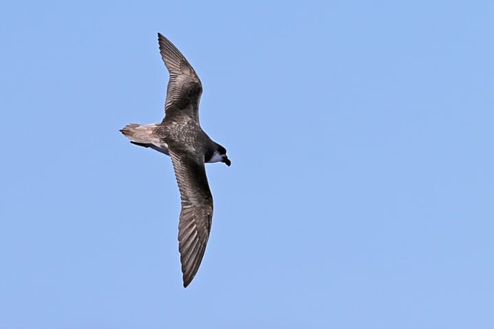 Desertas Petrel (Pterodroma feae deserta)