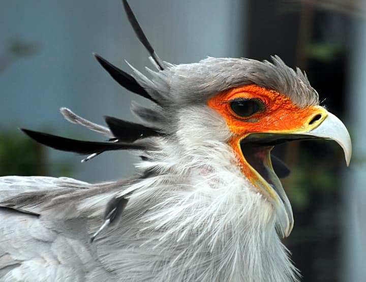 Secretary Bird with open beak