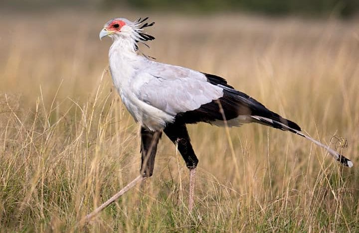 Secretary bird