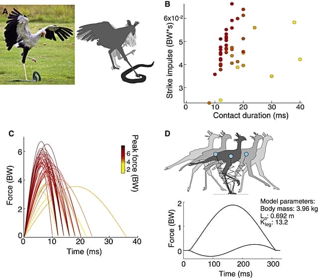The strike force of the secretary bird