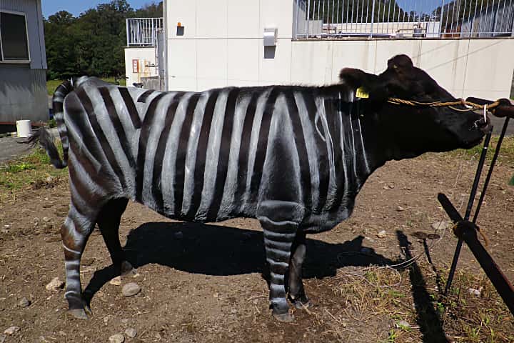 Cow Black-and-white