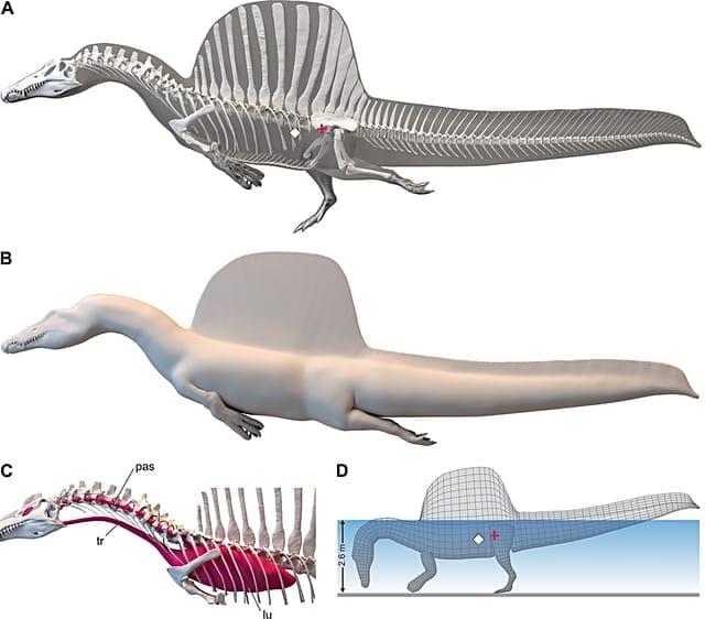Digital_flesh_model_of_Spinosaurus