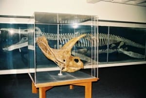 harvard-museum-5