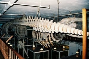 harvard-museum-6