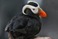 Tufted Puffin