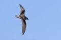Desertas Petrel (Pterodroma feae deserta)