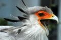 Secretary Bird with open beak