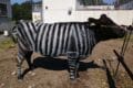 Cow Black-and-white