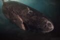 The Greenland Shark